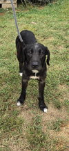 Norman: At shelter