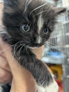 Oreo Cookie - At shelter