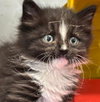 Oreo Cookie - At shelter
