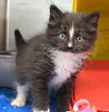 Oreo Cookie - At shelter