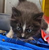 Oreo Cookie - At shelter