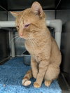 Dominos Pizza - Visit At Petsmart Lynchburg
