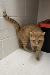 Dominos Pizza - Visit At Petsmart Lynchburg