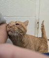 Dominos Pizza - Visit At Petsmart Lynchburg
