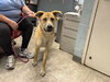 Noodle: At shelter