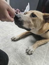 Noodle: At shelter