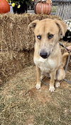 Noodle: At shelter