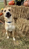 Noodle: At shelter