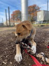 Noodle: At shelter