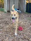 Noodle: At shelter