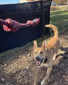 Noodle: At shelter