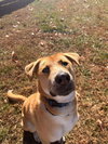 Noodle: At shelter