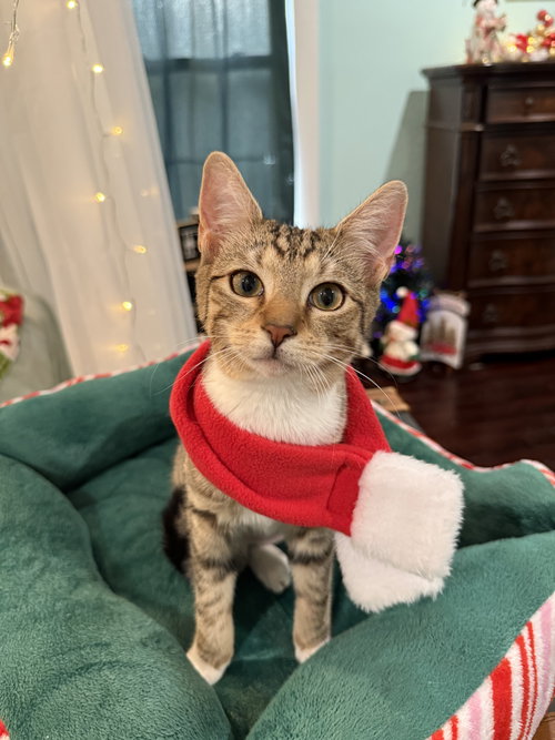picture of the cat needing adoption