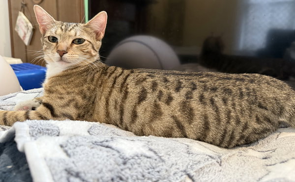 Amelia: "Birdelia" Not at the Shelter (Faith)