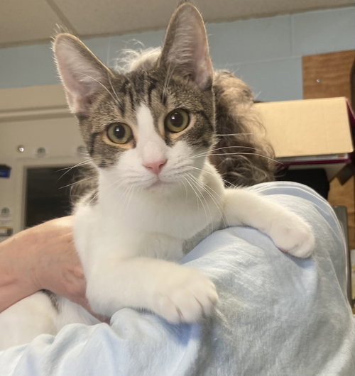 Ross: At shelter