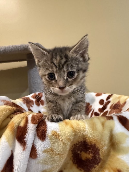 Snickers: not at the shelter (Faith)