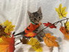 Snickers: not at the shelter (Faith)
