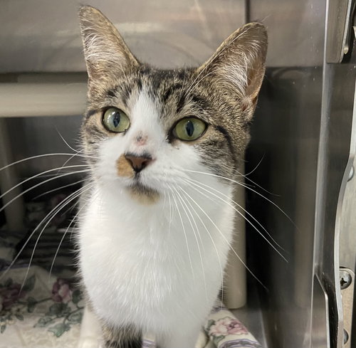 Mandy: At shelter