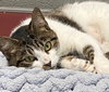 Mandy: Visit At Petsmart Lynchburg