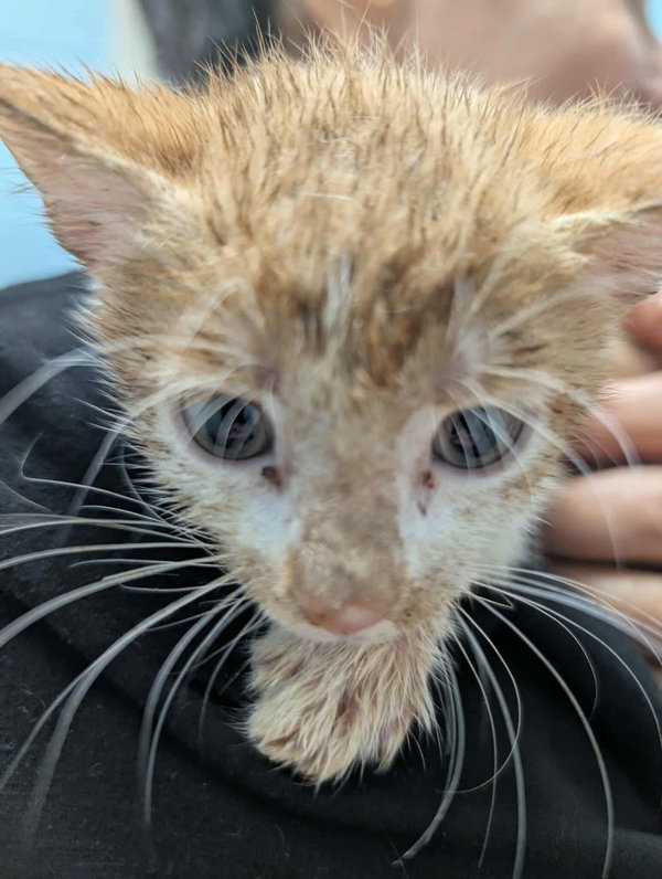 Butterscotch: Not at shelter (Kristy)