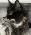 Devanna: Not at the shelter