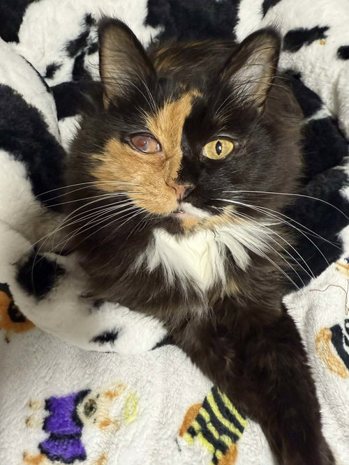 picture of the cat needing adoption