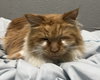 Willow: not at the shelter