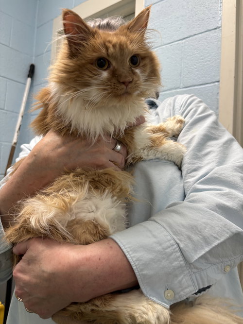 Willow: At shelter
