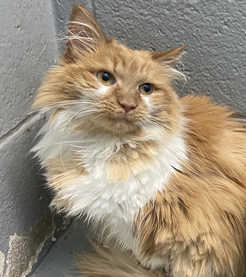 Willow: At shelter