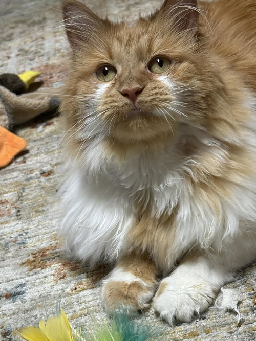 picture of the cat needing adoption