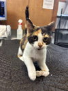 Cadie (“Mulligan”): Not At shelter