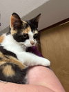 Cadie (“Mulligan”): Not At shelter