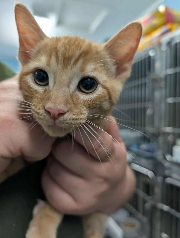 YellowSkittles: Not at shelter (Kristy)