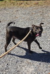 Bella: At shelter