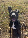 Bella: At shelter