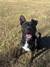 Bella: At shelter