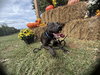 Bella: At shelter
