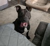 Bella: At shelter