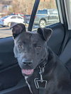 Bella: At shelter