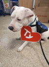 Spot: Not at the Shelter