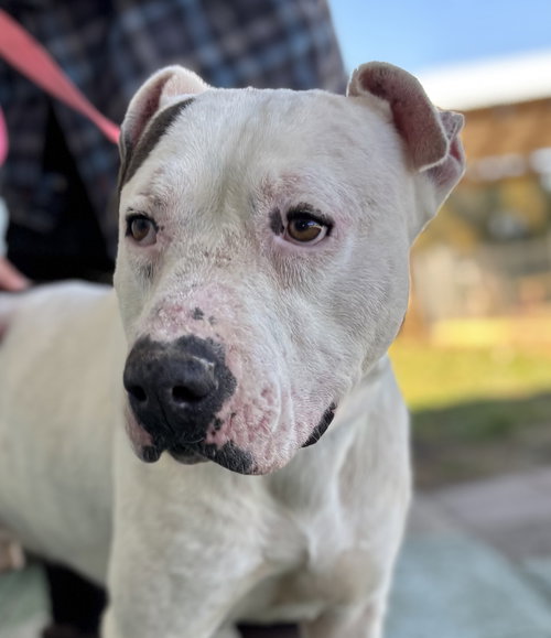 Spot: at the shelter