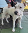 Spot: Not at the Shelter