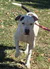 Spot: Not at the Shelter