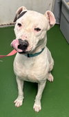 Spot: Not at the Shelter