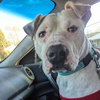 Spot: Not at the Shelter