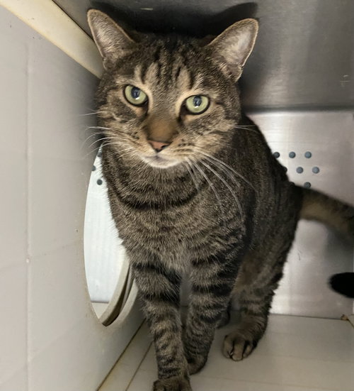 Rocket: At shelter