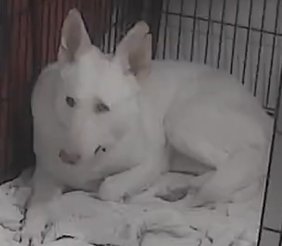Sugar:   Not at the shelter (Allison)