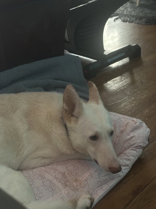 Sugar (aka Cherryl)  Not at the shelter (Allison)