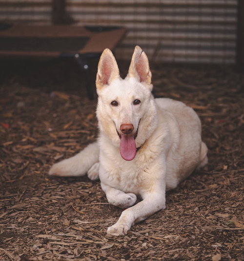 SUGAR:   NOT AT THE SHELTER (SIERRA) - White German Shepherd for adoption in Lynchburg