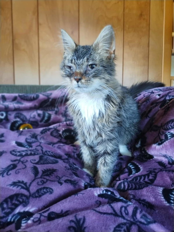 Harry: Not at shelter (Kendra)